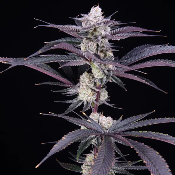 Garlic Fever Cannabis Seeds by Romulan Genetics