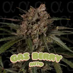 Gas Berry Auto Alpha Series Cannabis Seeds by Dirty Bird Genetics
