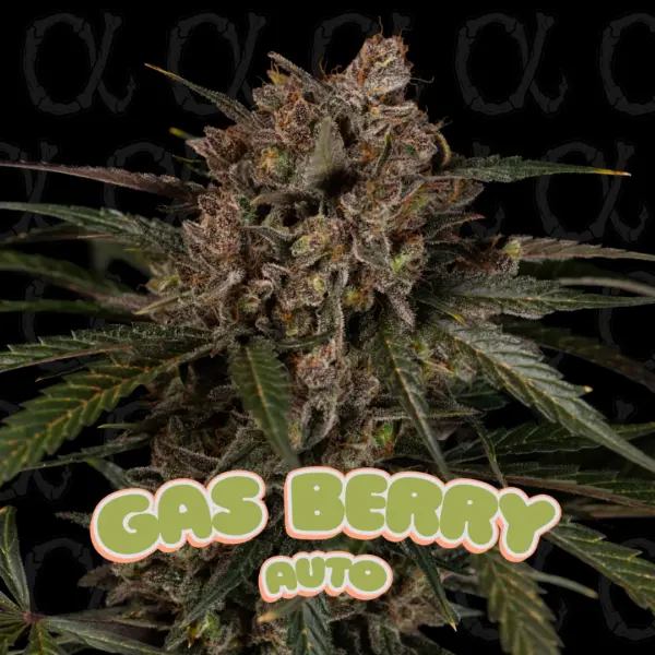 Gas Berry Auto Alpha Series Cannabis Seeds by Dirty Bird Genetics
