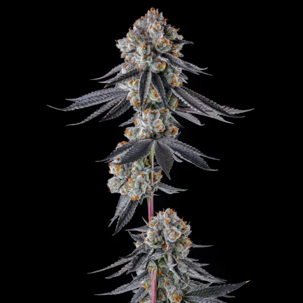 Gastro Funk Cannabis Seeds by Compound Genetics