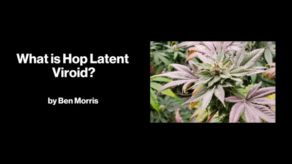 HLV BLOG FEATURE IMG