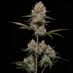 Hella Jelly Auto Cannabis Seeds by Humboldt Seed Co