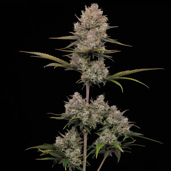 Hella Jelly Auto Cannabis Seeds by Humboldt Seed Co