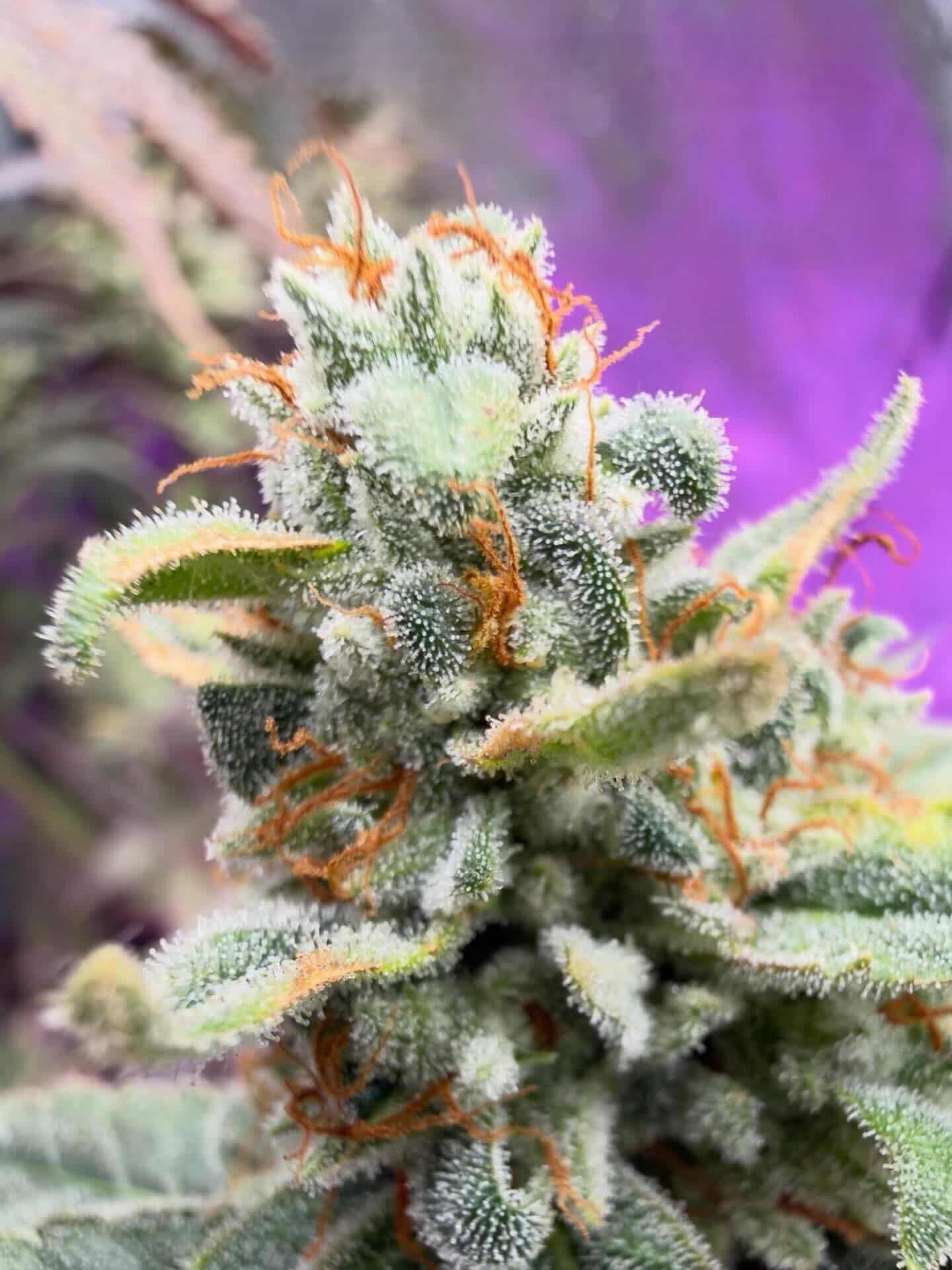 Mufifn's Ridge Cannabis Seeds by Jolly Pond Farm