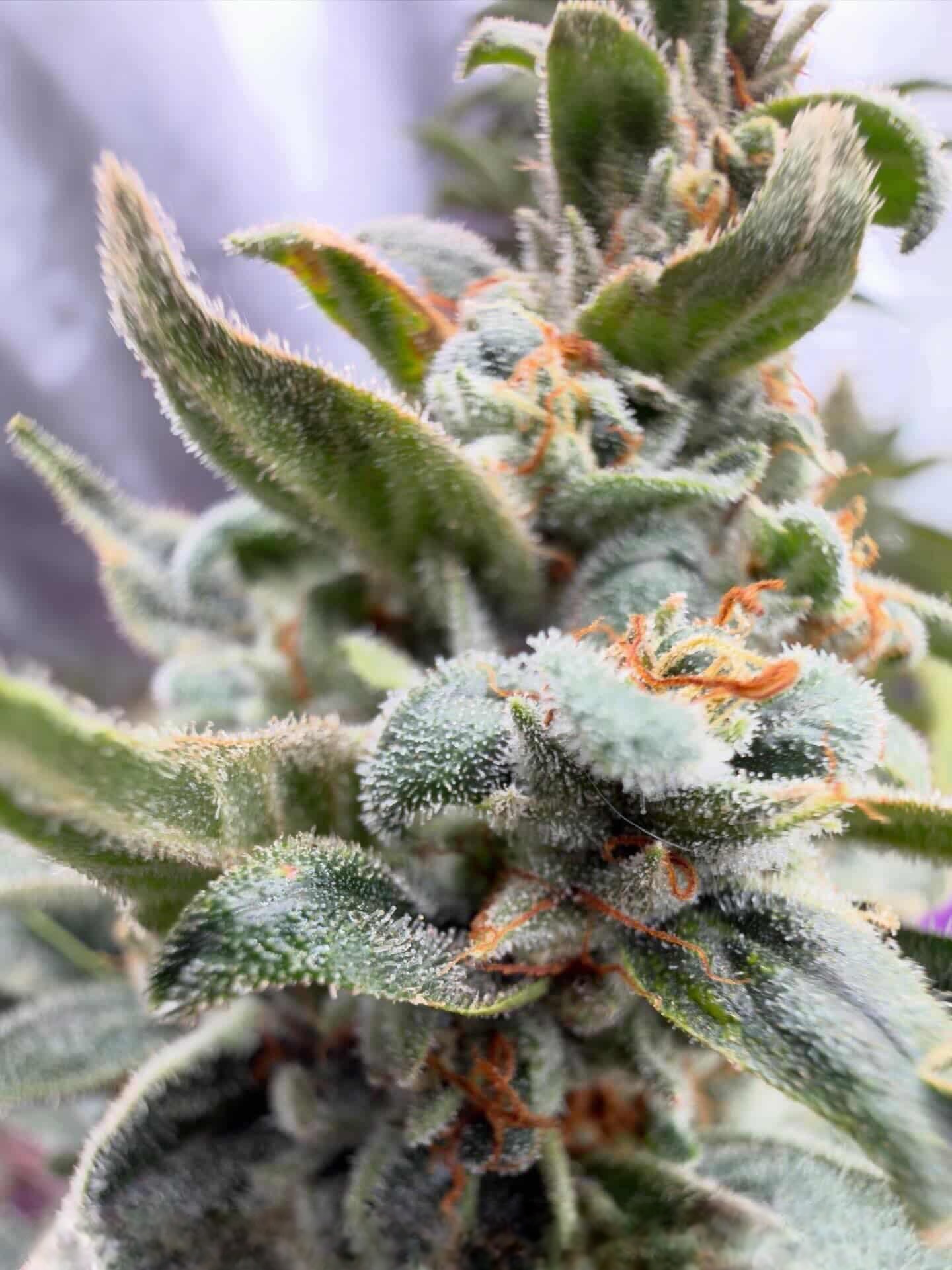 Mufifn's Ridge Cannabis Seeds by Jolly Pond Farm