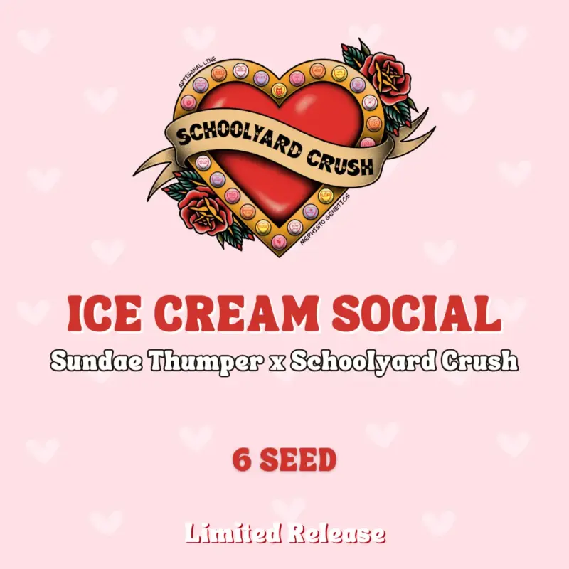 Ice Cream Social Cannabis Seeds by Mephisto Genetics