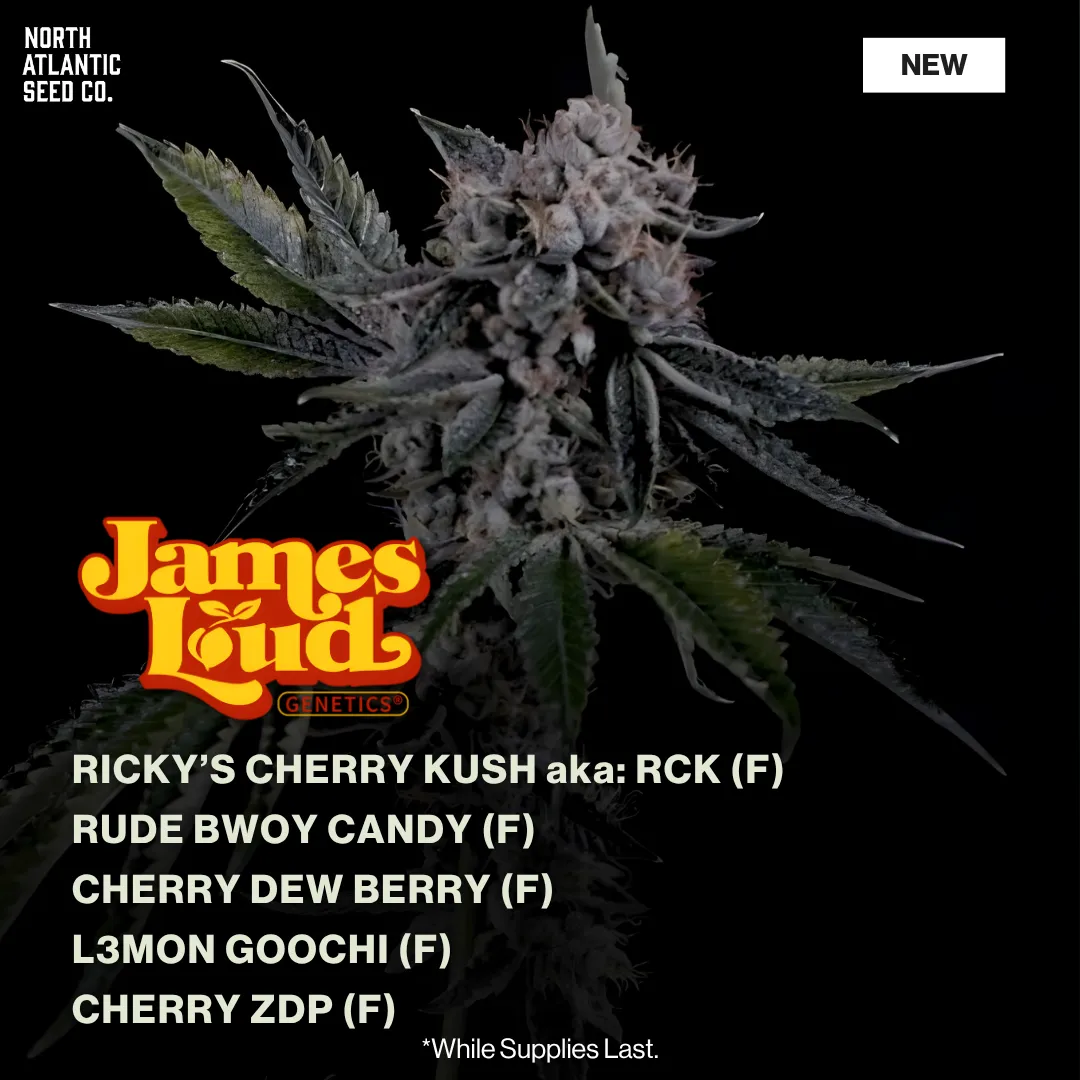 James Loud New Strains Spring 2026