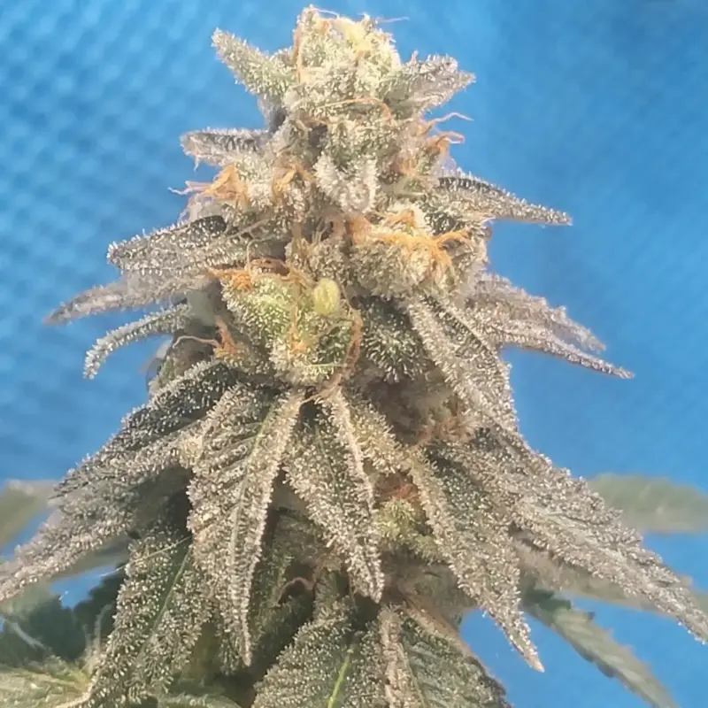 Jokerz S1 Cannabis Seeds by Jolly Pond Farm