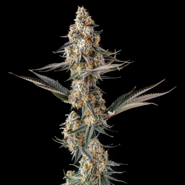 La Llarona Cannabis Seeds by Compound Genetics