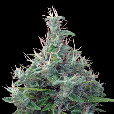 Lebanese Cannabis Seeds by Ace Seeds