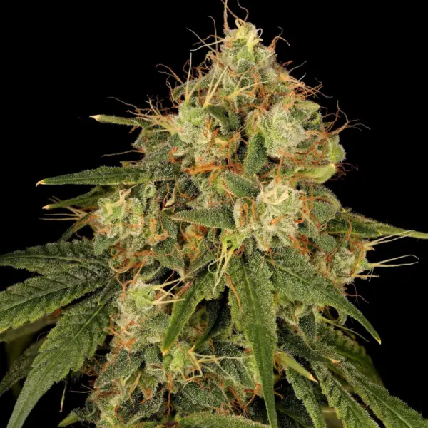 Lemon-G Cannabis Seeds by Twenty20 Mendocino