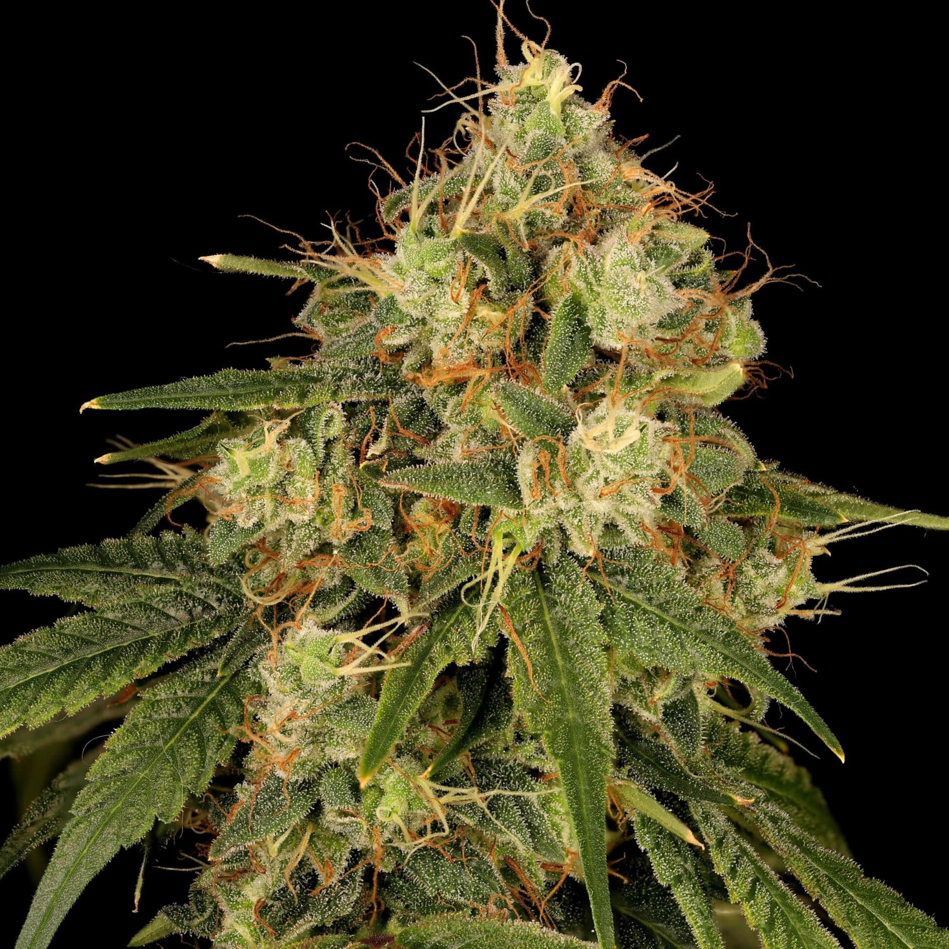 Lemon-G (F) [SHIPS EARLY MAY]