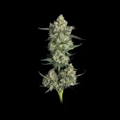 Lemon Quest Cannabis Seeds by Happy Valley Genetics