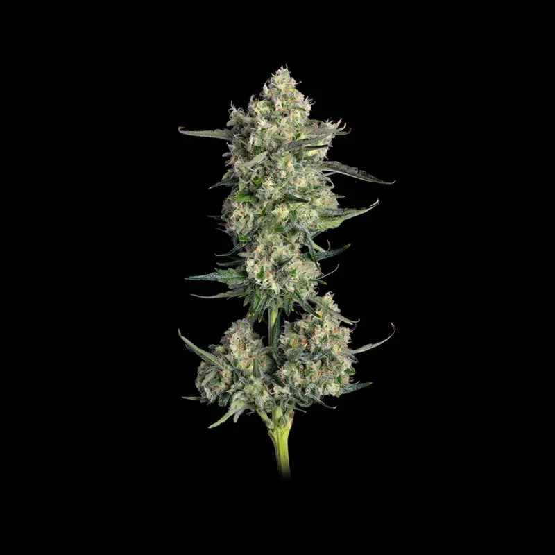 Lemon Quest Cannabis Seeds by Happy Valley Genetics