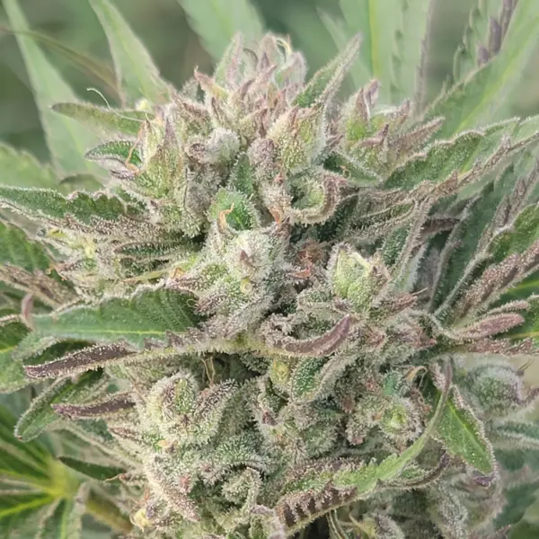 Limetta Marmalade S1 Cannabis Seeds by Jolly Pond Farm