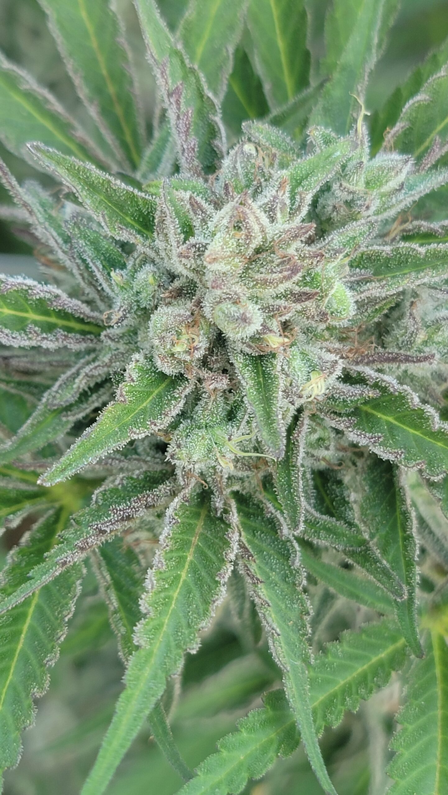 Limetta Marmalade S1 Cannabis Seeds by Jolly Pond Farms