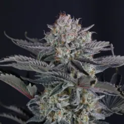 Mendo Frost Cannabis Seeds by Fastbuds