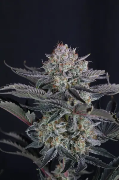Mendo Frost Cannabis Seeds by Fastbuds