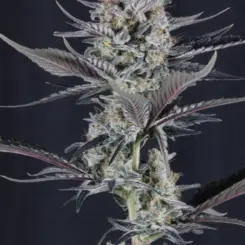 Mendo Guava Auto Cannabis Seeds by Fastbuds