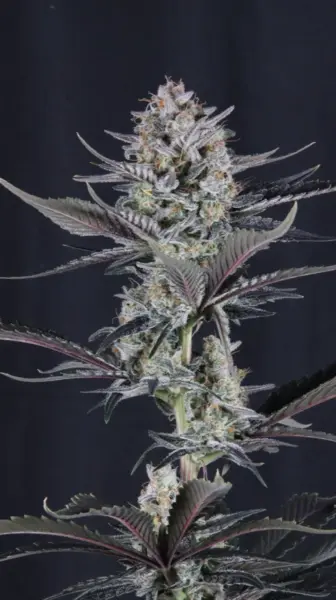 Mendo Guava Auto Cannabis Seeds by Fastbuds