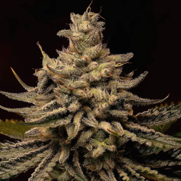Mendocino Cherries Cannabis Seeds by Twenty20 Mendocino