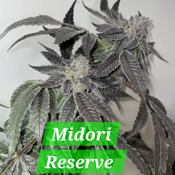 Midori Reserve Cannabis Seeds by In House Genetics