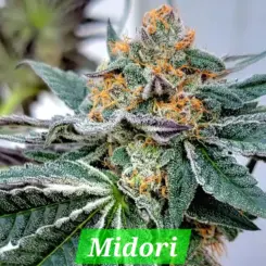 Midori Zushi S1 Cannabis Seeds by In House Genetics