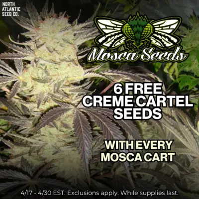 Mosca Seeds