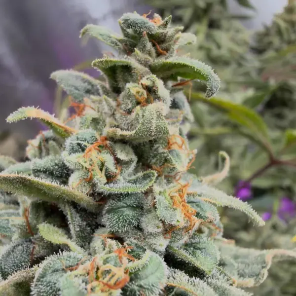 Mufifn's Ridge Cannabis Seeds by Jolly Pond Farm