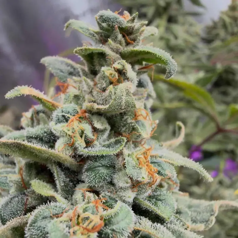 Mufifn's Ridge Cannabis Seeds by Jolly Pond Farm