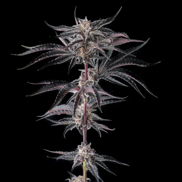 Nakamarra Cannabis Seeds by Compound Genetics