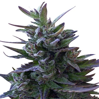Nepal Mist Reg Seeds by Ace Seeds