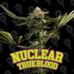 Nuclear True Blood Cannabis Seeds by Dirty Bird Genetics