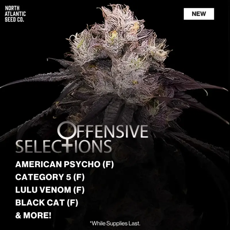 Offensive Selections