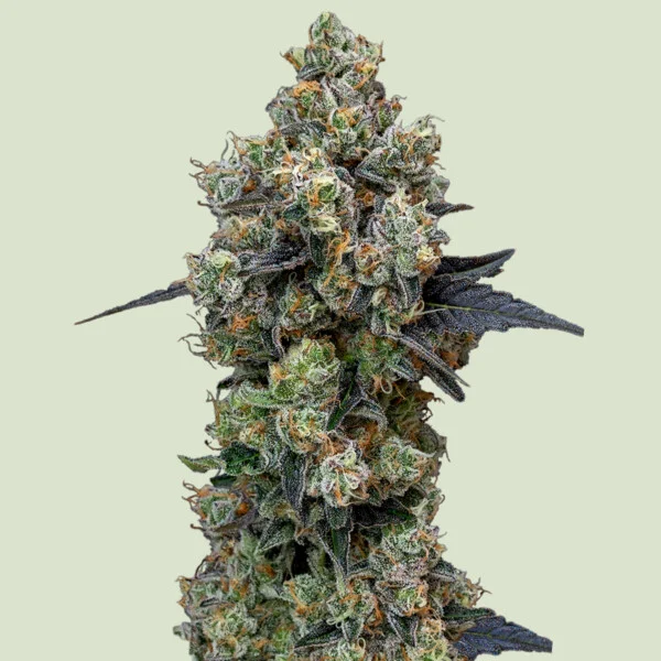 Orbital Banana F1 Cannabis Seeds by Royal Queen Seeds
