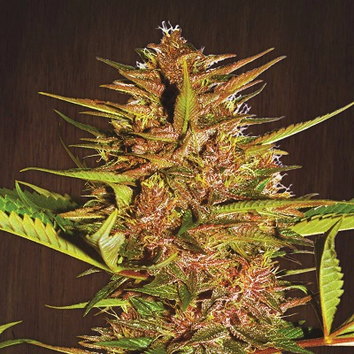 Pakistan Chitral Kush Cannabis Seeds by Ace Seeds