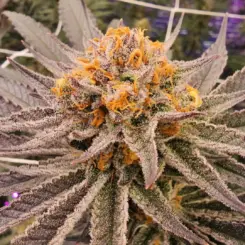 Permanent Zushi Cannabis Seeds by In House Genetics