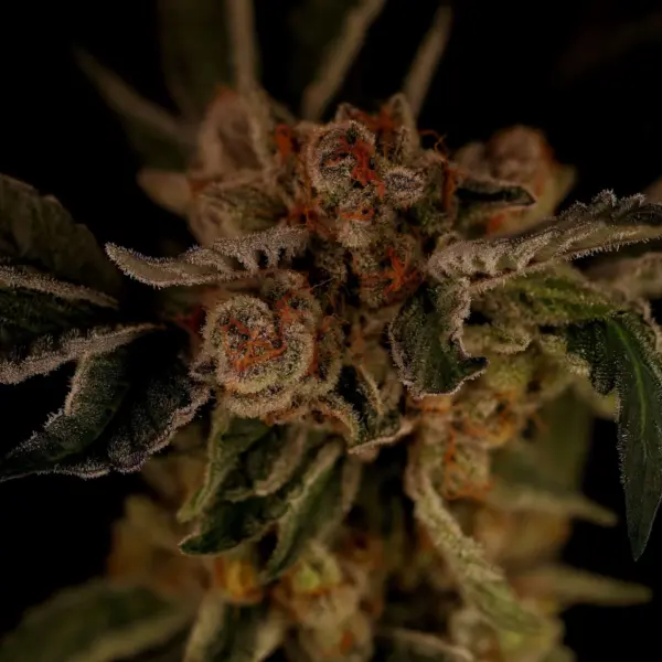 PineRose Cannabis Seeds by Twenty20 Mendocino