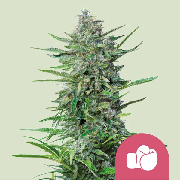 Purple Punch Cannabis Seeds by Royal Queen Seeds