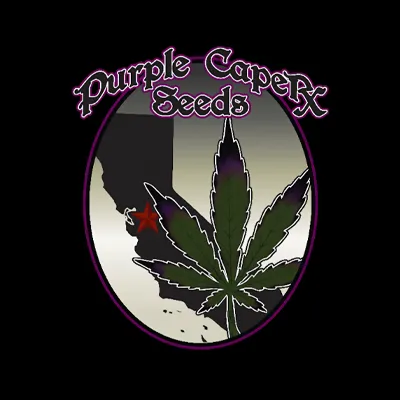 Purple Caper - Autoflowering