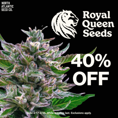 Royal Queen Seeds