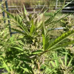 Santa Sesh Cannabis Seeds by Lamb's Breath Seeds