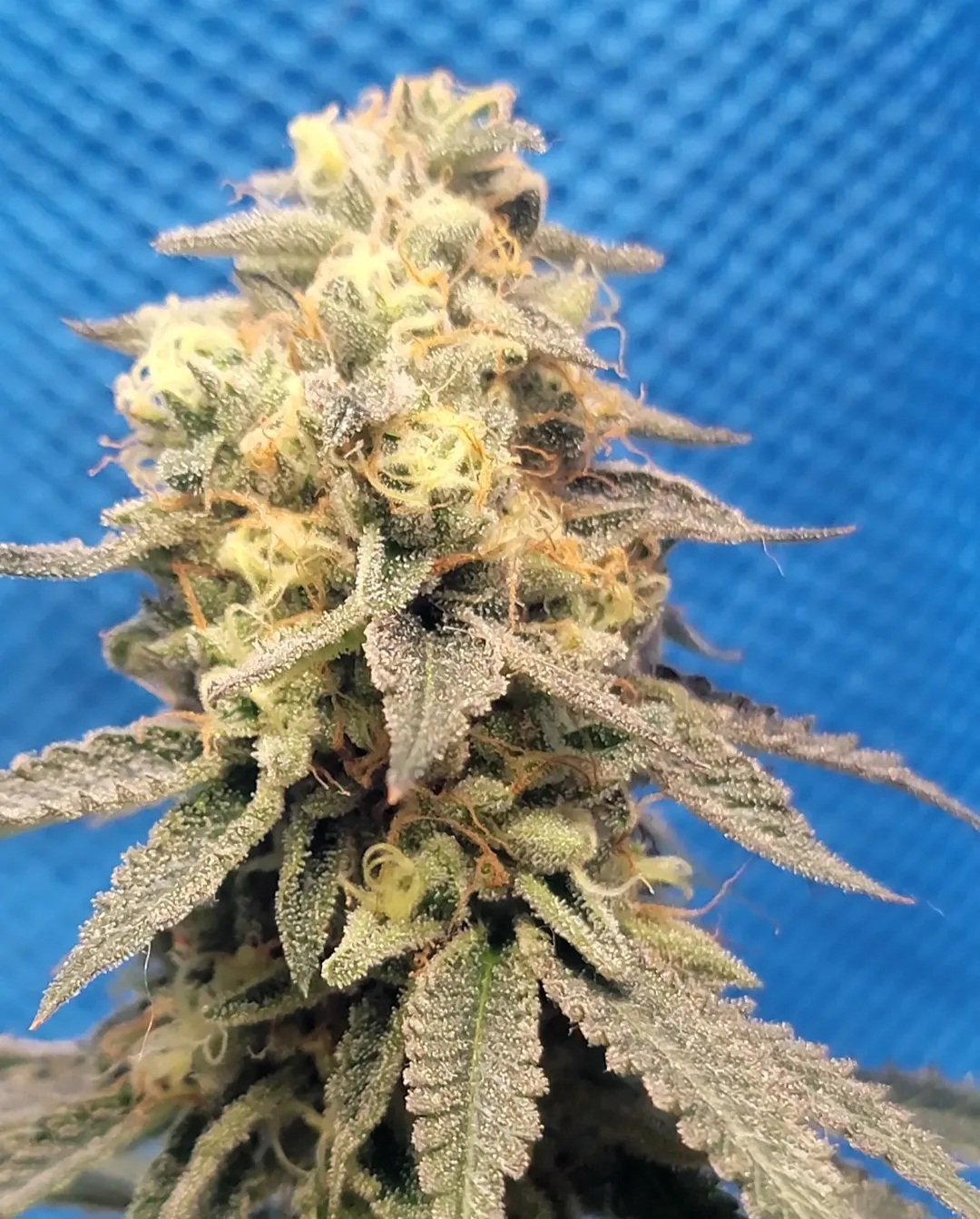 Jokerz S1 Cannabis Seeds by Jolly Pond Farm