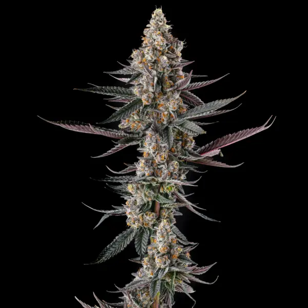 Shake Back Cannabis Seeds by Compound Genetics