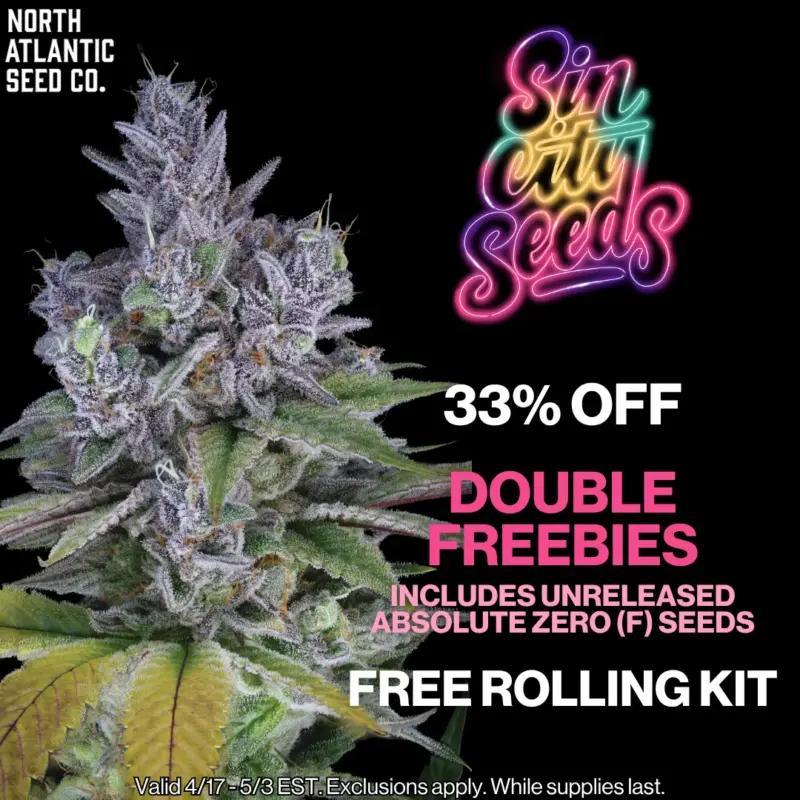 Sin City Seeds Image