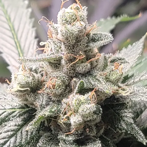 Snarf's Marmalade Cannabis Seeds by Jolly Pond Farm