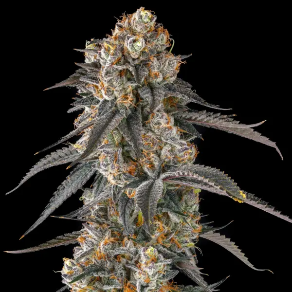 Solazo Cannabis Seeds by Compound Genetics