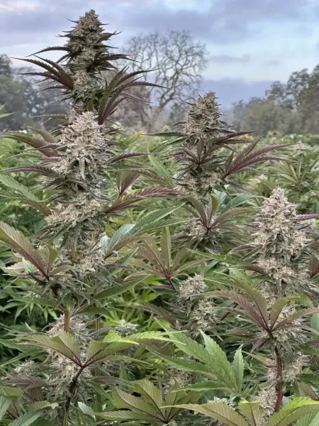 Sour Cookie