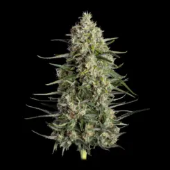 Spice Rack Cannabis Seeds by Happy Valley Genetics