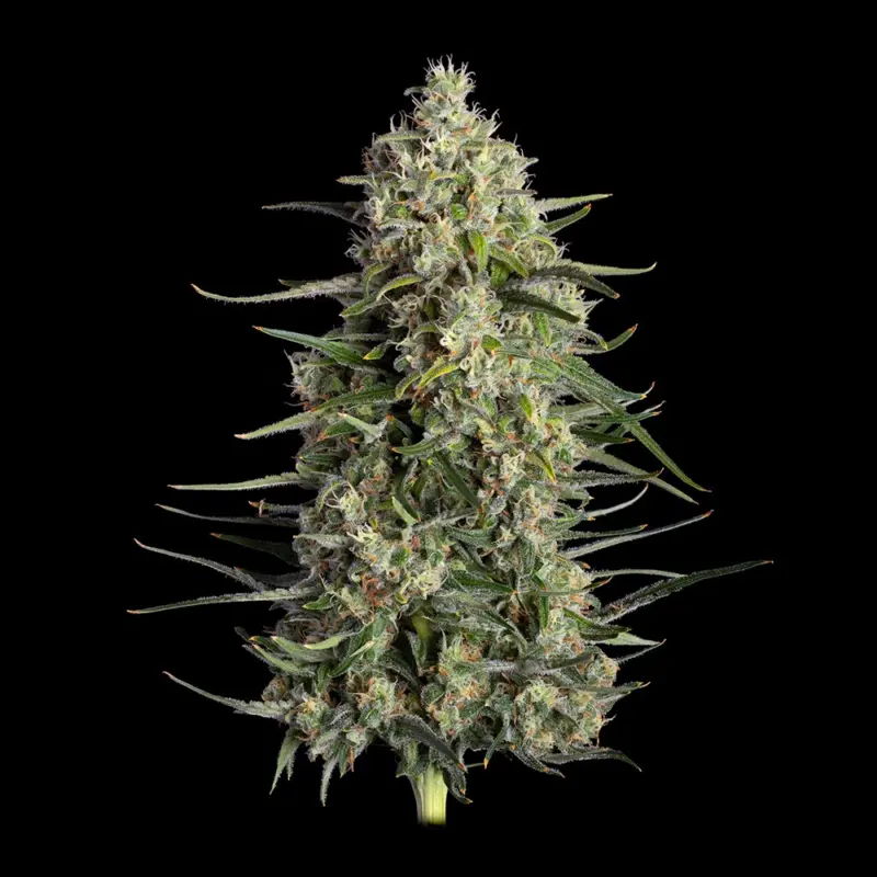 Spice Rack Cannabis Seeds by Happy Valley Genetics